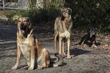 ۹۶ اصفهانی از ابتدای امسال به دلیل گازگرفتگی سگ مصدوم شدند
