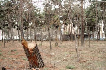 ماجرای قطع ۸۰۰ درخت در چیتگر/ گرمای هوا یا پساب کارخانه، کدام جان درختان را گرفت؟