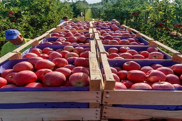 تفاح إيران ينقذ السوق الهندي من الغلاء... صادرات أكثر من  1950 طنًا من التفاح الإيراني إلى الهند