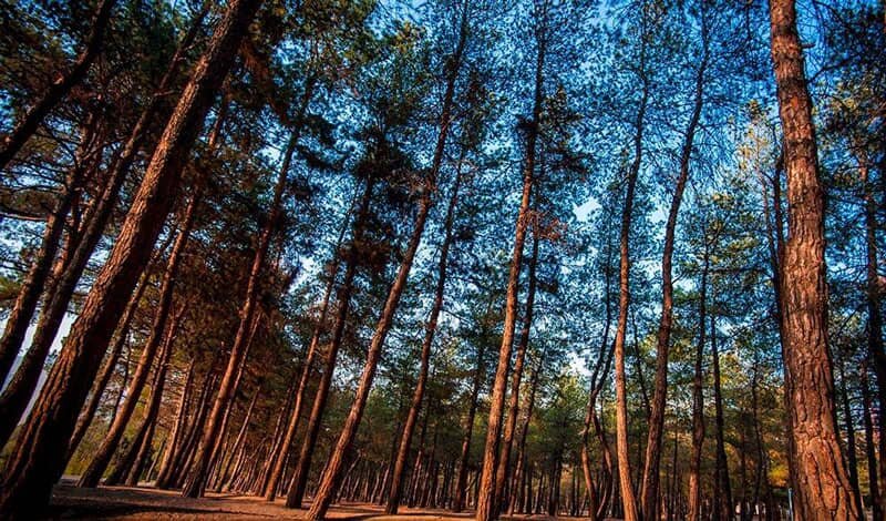 ماجرای قطع ۸۰۰ درخت در پارک جنگلی چیتگر