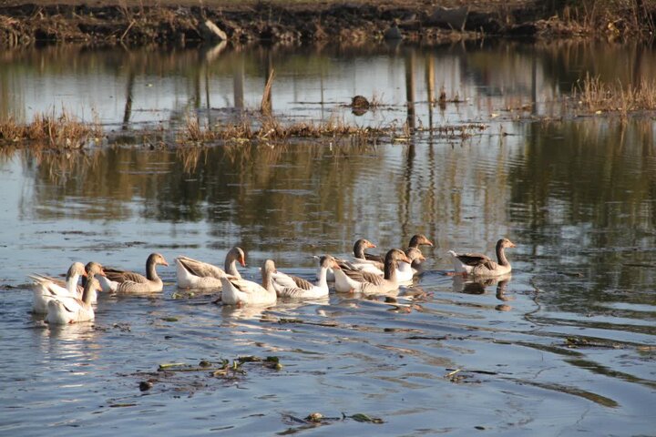 جمع آوری بیش از ۷۰ تُن سنبل آبی از تالاب سفیر امید آستارا