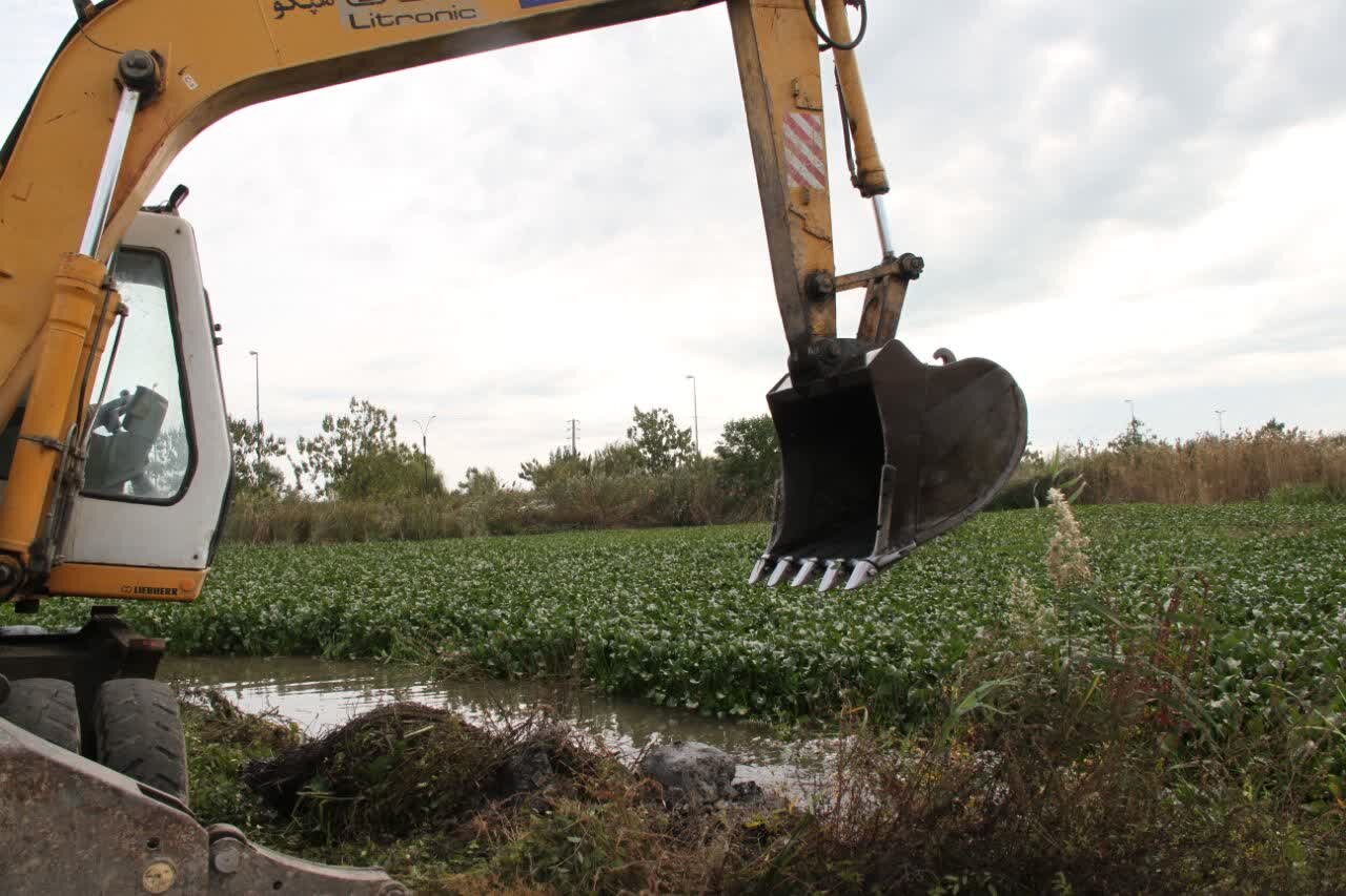 جمع آوری بیش از ۷۰ تُن سنبل آبی از تالاب سفیر امید آستارا جمع آوری بیش از ۷۰ تُن سنبل آبی از تالاب سفیر امید آستارا