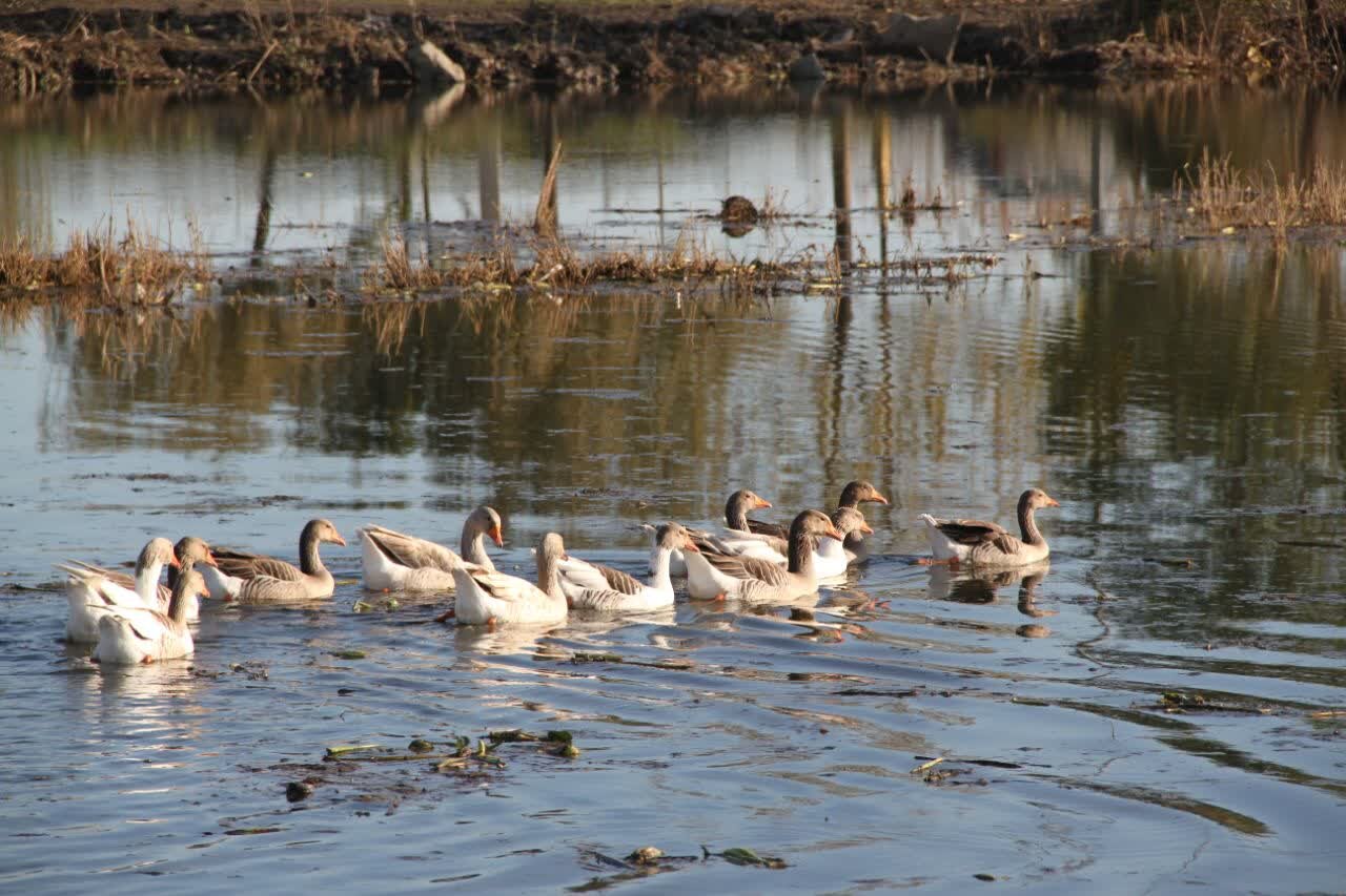 تالاب «سفیر امید» آستارا جان دوباره گرفت تالاب «سفیر امید» آستارا جان دوباره گرفت