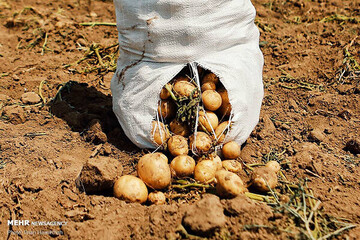 ۸۷۰ هزار تن سیب‌زمینی در استان همدان تولید شد