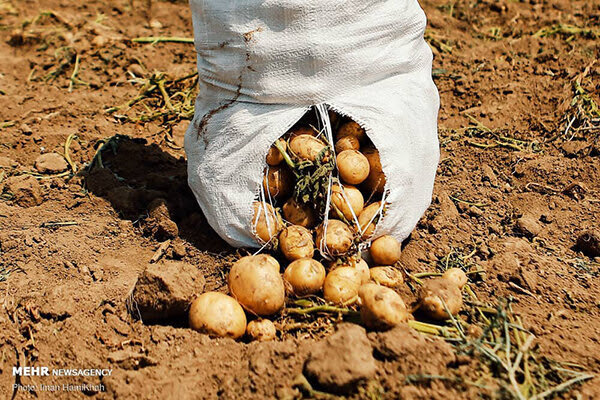 ۸۷۰ هزار تن سیب‌زمینی در استان همدان تولید شد
