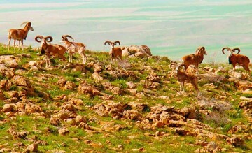 شناسایی ۲۷۰۰ گونه جانوری و گیاهی خاص در کردستان