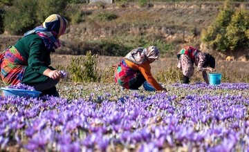 Iran saffron harvest unique agritourism opportunity