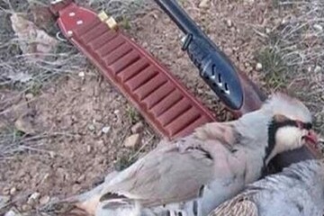 شکارچی غیرمجاز به همراه ۹ قطعه لاشه کبک وحشی در سرچهان دستگیر شد