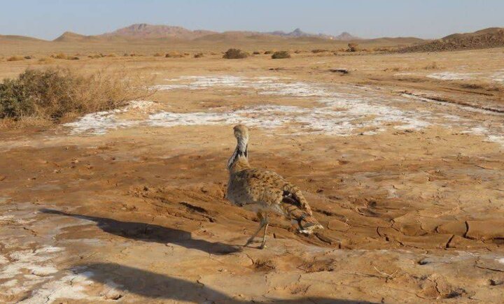  یک هوبره در پناهگاه حیات وحش میاندشت جاجرم رهاسازی شد