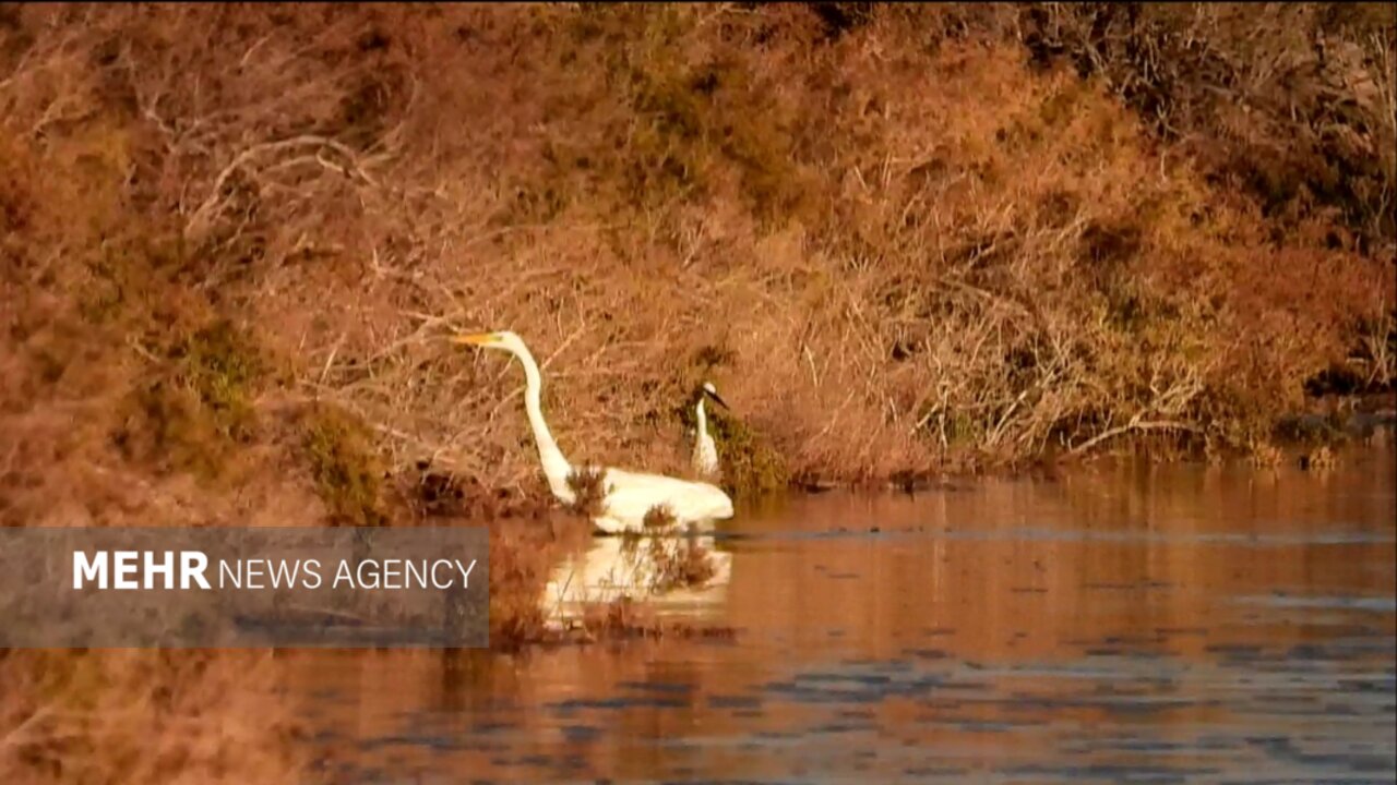 بالهای گمشده در کویر؛ پرندگان مهاجر زایندهرود را فراموش کردند
