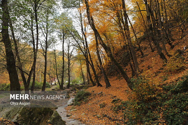 جنگلکاری ۲۰ درصد رطوبت را افزایش میدهد