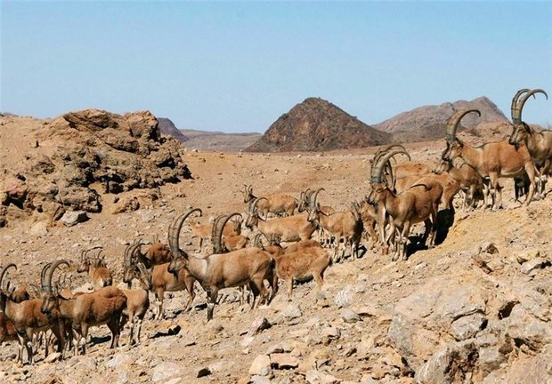 سرشماری زمستانه حیات وحش استان مرکزی آغاز شد