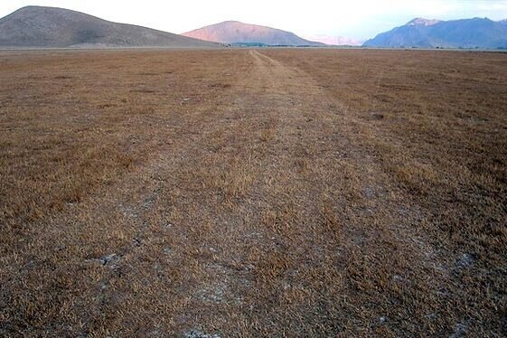 برگشت زندگی دوباره به دشت شهرکرد/ احیای ۶۰۰ هکتاری عرصه 