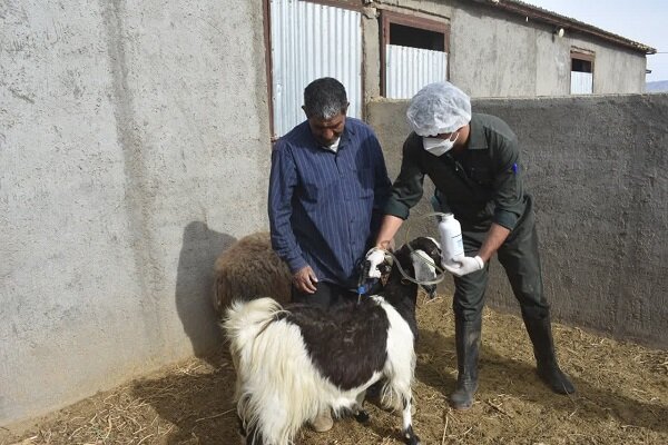 واکسیناسیون بروسلوز دامها در ۱۳۴ روستای منطقه بلوچستان