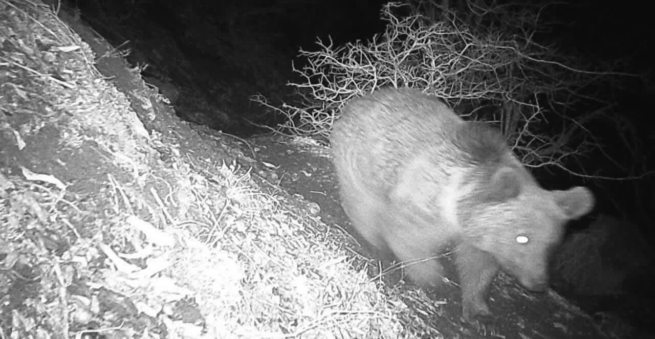 مشاهده یک قلاده خرس قهوه ای در اشکورات رودسر مشاهده یک قلاده خرس قهوه ای در اشکورات رودسر