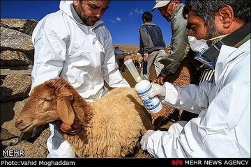 شناسایی ۲ کانون مثبت تب برفکی در ساوه / زنگ خطر به صدا درآمد