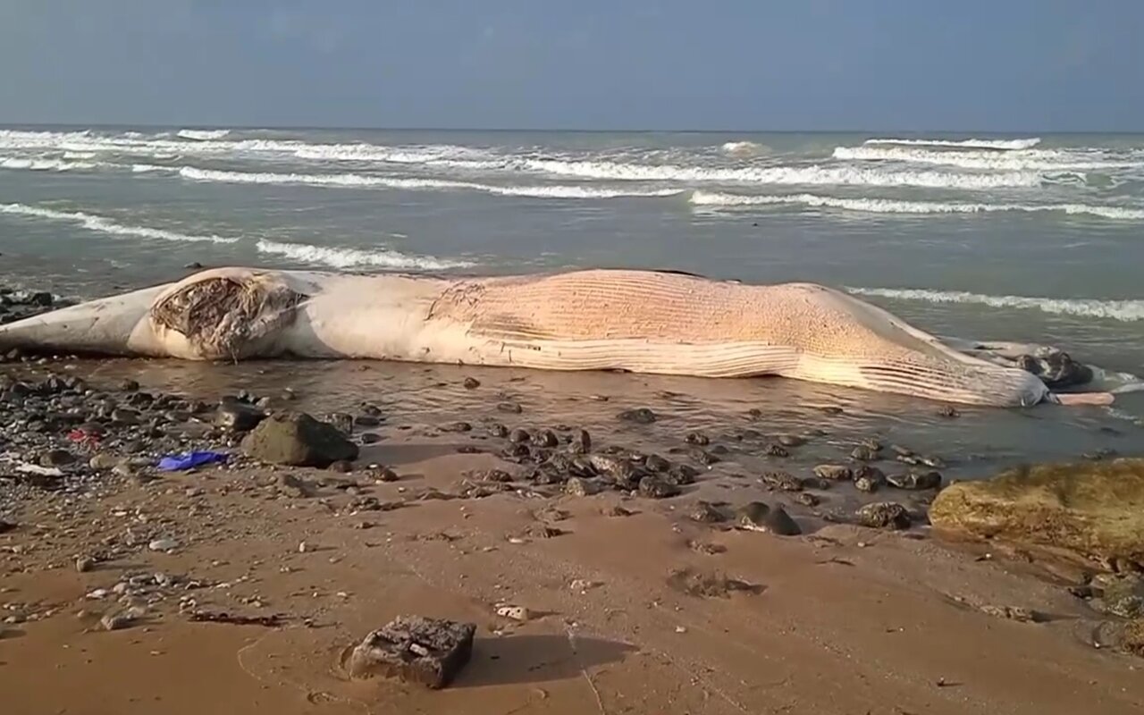 پیدا شدن لاشه نهنگ در ساحل بندر عامری