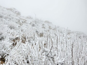 برف پاییزی کوه باباموسی در بجنورد را سفیدپوش کرد