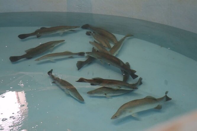 فناوری تولید بچه ماهی در بوشهر کسب شد/ بی‌نیاز شدن از واردات
