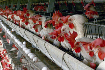 تولید مرغ و تخم مرغ در استان مرکزی مازاد بر نیاز است