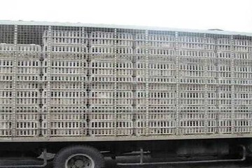 کامیون حامل بیش از ۲.۵ تن مرغ قاچاق در روانسر توقیف شد