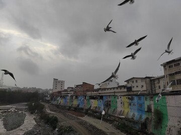 رقص کاکایی ها