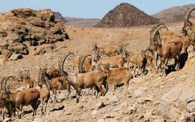 سرشماری حیات وحش پارک ملی و منطقه حفاظت شده تنگ صیاد انجام شد