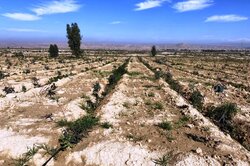 افراط در کاشت درخت اکالیپتوس در خوزستان/ گونه های بومی در حال نابودی