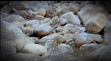 ثبت تصویر پلنگ در «تنگ پبرزال» / حساسیت روی منطقه بالا می رود