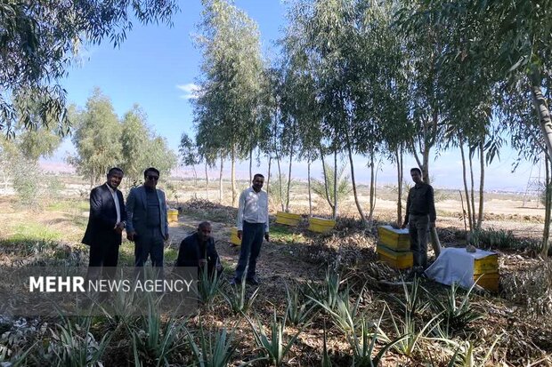 زراعت چوب طرحی برای احیای محیط زیست و اقتصاد/ منتقدان چه میگویند