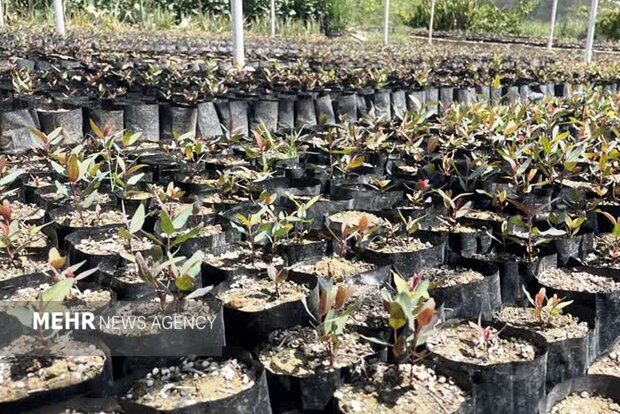 زراعت چوب طرحی برای احیای محیط زیست و اقتصاد/ منتقدان چه میگویند