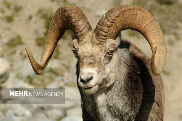 «تپال» قربانی طرح غیرکارشناسی | کور کردن چشم برای درست کردن ابرو