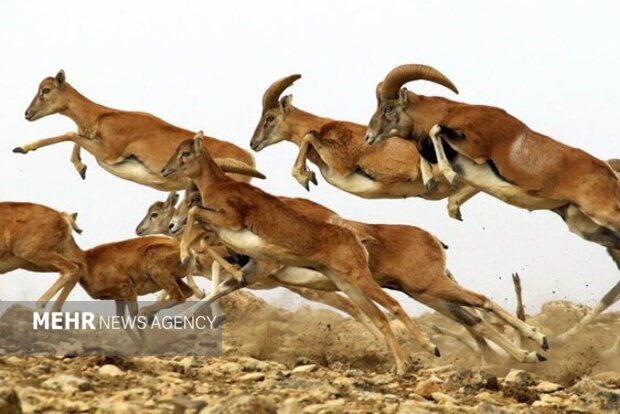 «تپال» قربانی طرح غیرکارشناسی | کور کردن چشم برای درست کردن ابرو