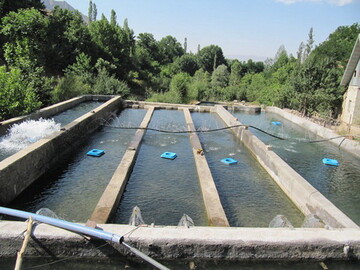 احداث ۲۰ استخر دو منظوره پرورش ماهی و ذخیره آب در تفتان