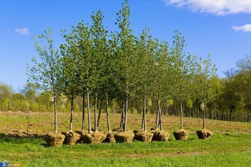 طرح مردمی کاشت یک میلیارد درخت در کشور بلندمدت و تدریجی است