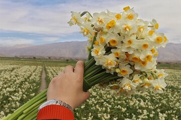 پنجمین جشنواره گل نرگس شهرستان خفر برگزار می‌شود
