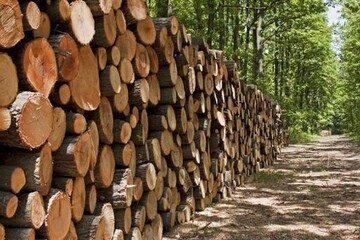 باید زراعت چوب را در کشور گسترش دهیم/ نیاز سالانه به ۱۲ میلیون متر مکعب چوب