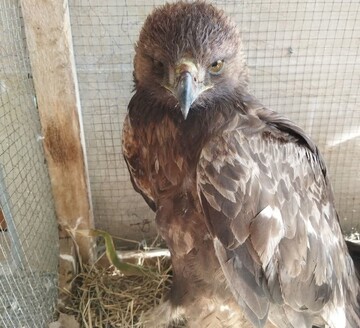 یک بهله عقاب طلایی به محیط‌بانی منطقه گلیل و سرانی تحویل داده شد