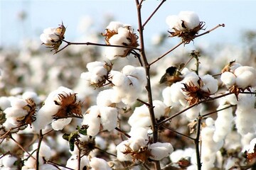 ۵ هزار تن وش پنبه از کشاورزان داراب خریداری شد