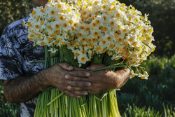 جشنواره گل نرگس در سمنان برگزار شد