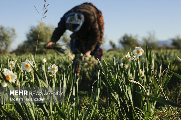 کشت آزمایشی گل نرگس در اندیکا نویدبخش آیندهای روشن برای شهرستان