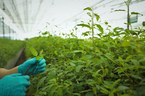 سیاست سازمان حفظ نباتات توسعه روش های غیر شیمیایی است
