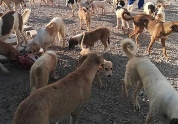 ۱۷ مرکز ساماندهی سگ های ولگرد در مازندران فعال است