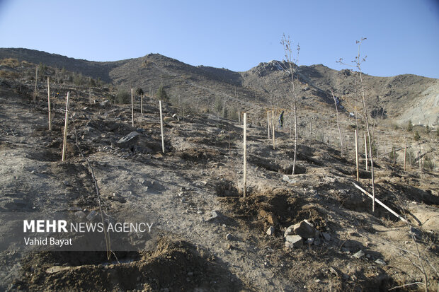 Planting trees by martyrs mothers in Mashhad
