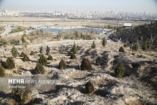 Planting trees by martyrs mothers in Mashhad
