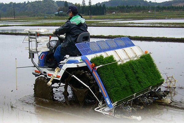 برنج مازندران توسری خورد/ طبخ با طعم دلار!