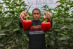 Harvesting bell peppers in Khuzestan province