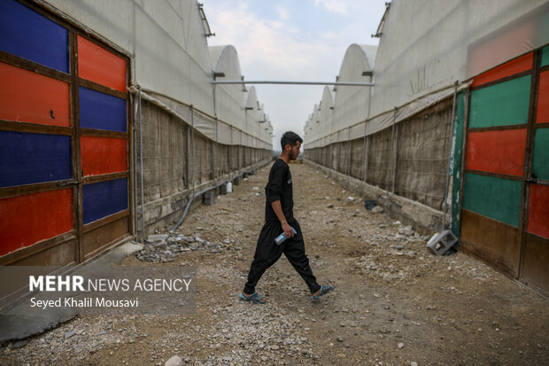برداشت فلفل دلمه ای رنگی