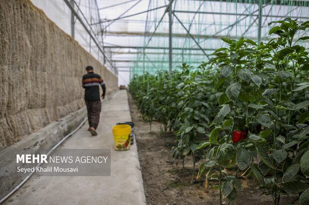 برداشت فلفل دلمه ای رنگی