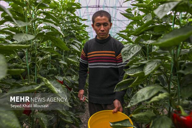 Harvesting bell peppers in Khuzestan province
